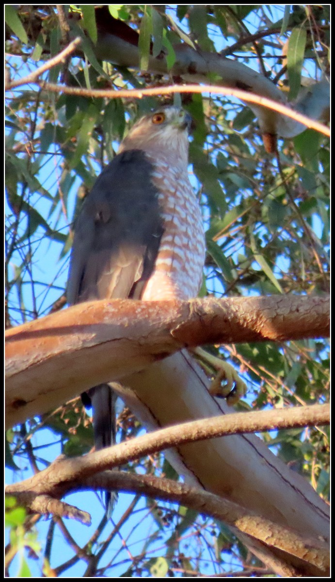 Cooper's Hawk - Peter Gordon