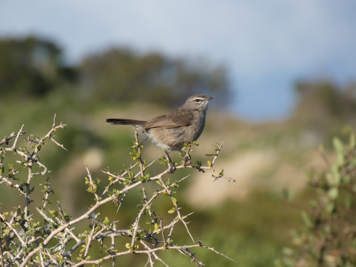 Karoo Scrub-Robin - ML608273287