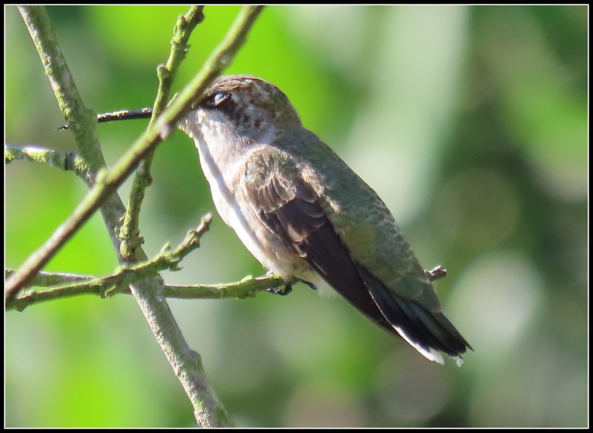 Black-chinned Hummingbird - ML608273338