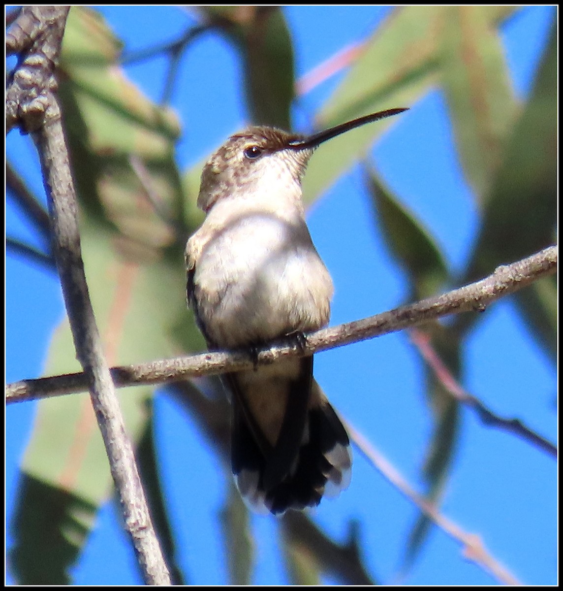 Black-chinned Hummingbird - ML608273339