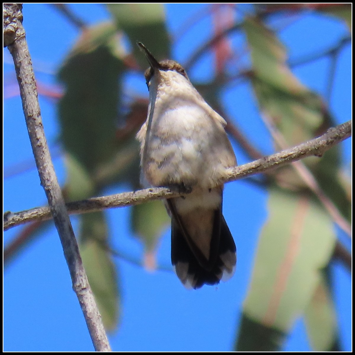 Black-chinned Hummingbird - ML608273341