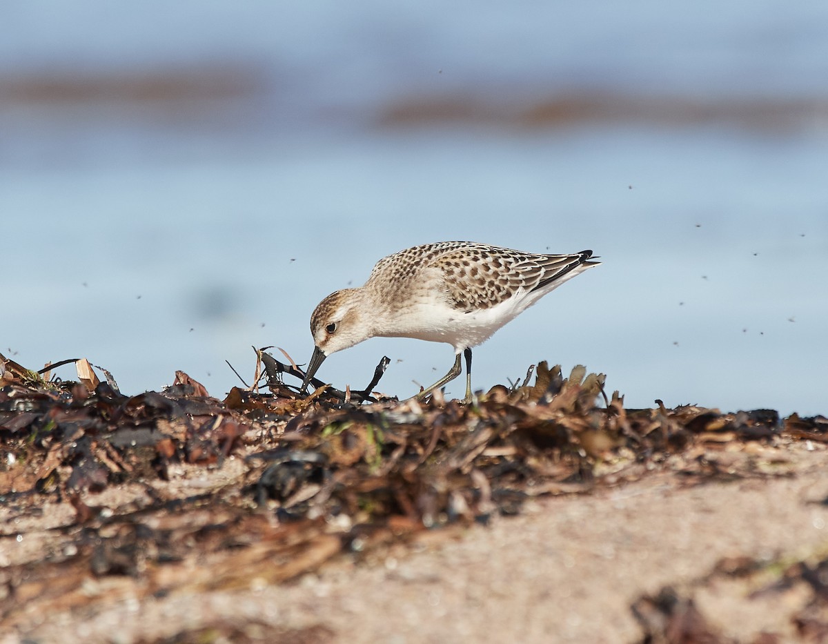 Semipalmated Sandpiper - ML608273344