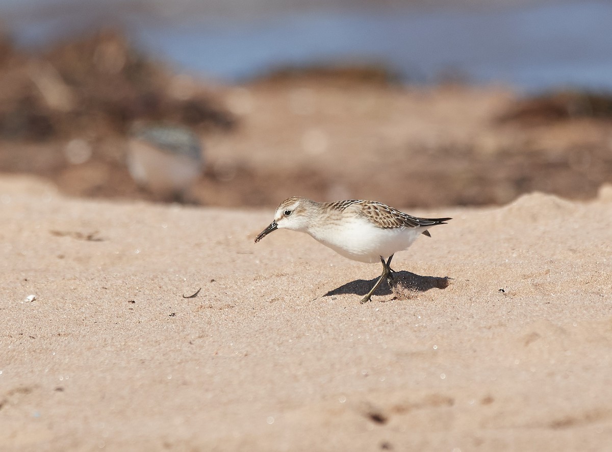 Semipalmated Sandpiper - ML608273349