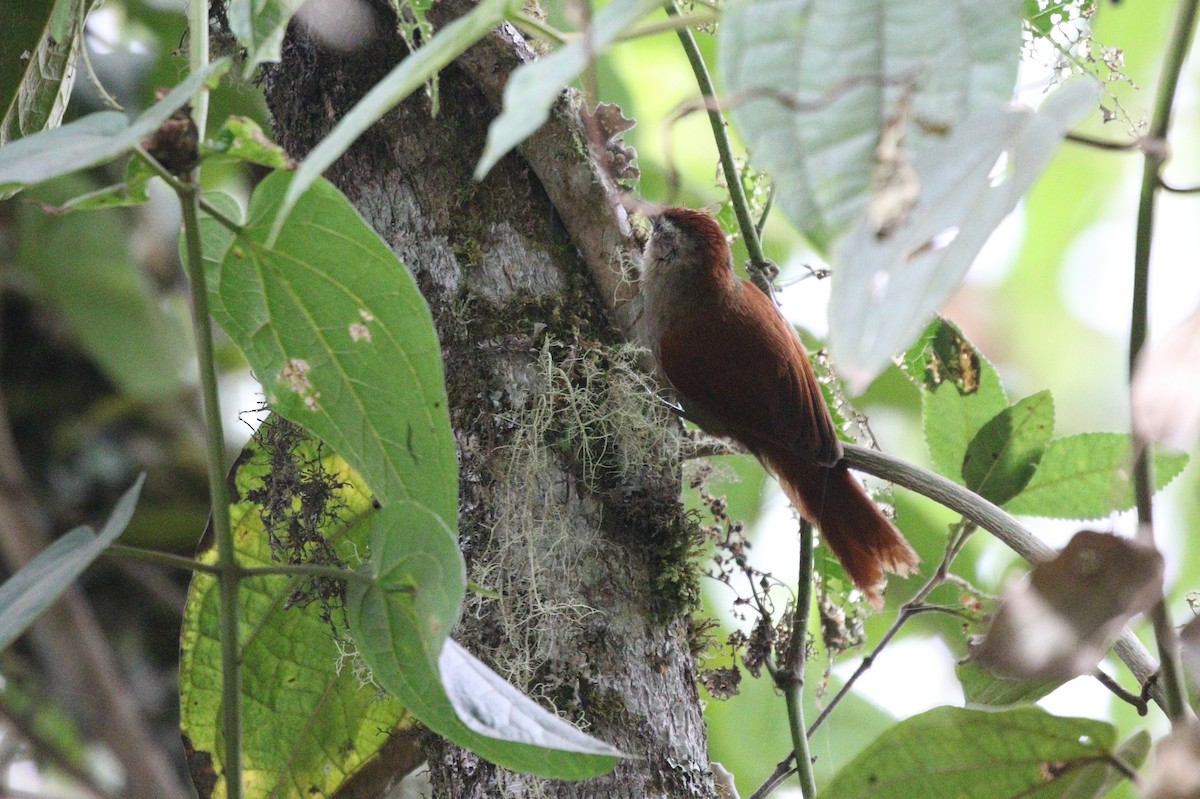 Marcapata Spinetail - ML608273363