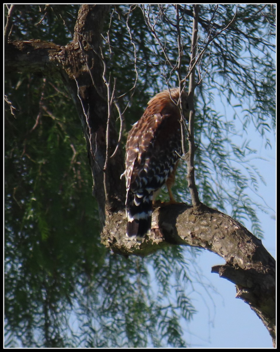 Red-shouldered Hawk - Peter Gordon