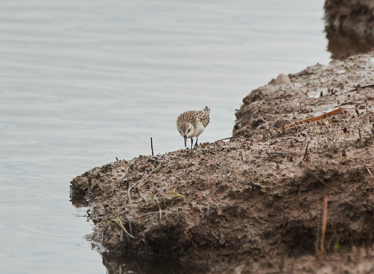 Semipalmated Sandpiper - ML608273457