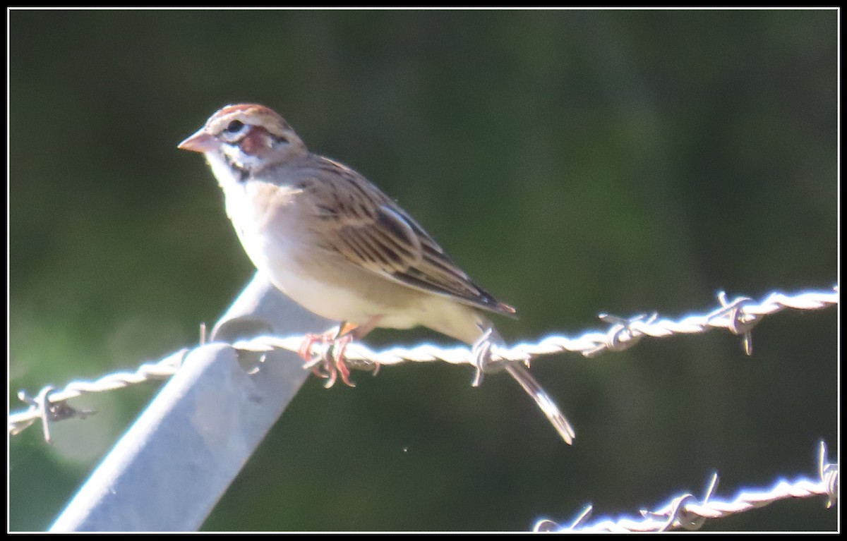 Lark Sparrow - ML608273464