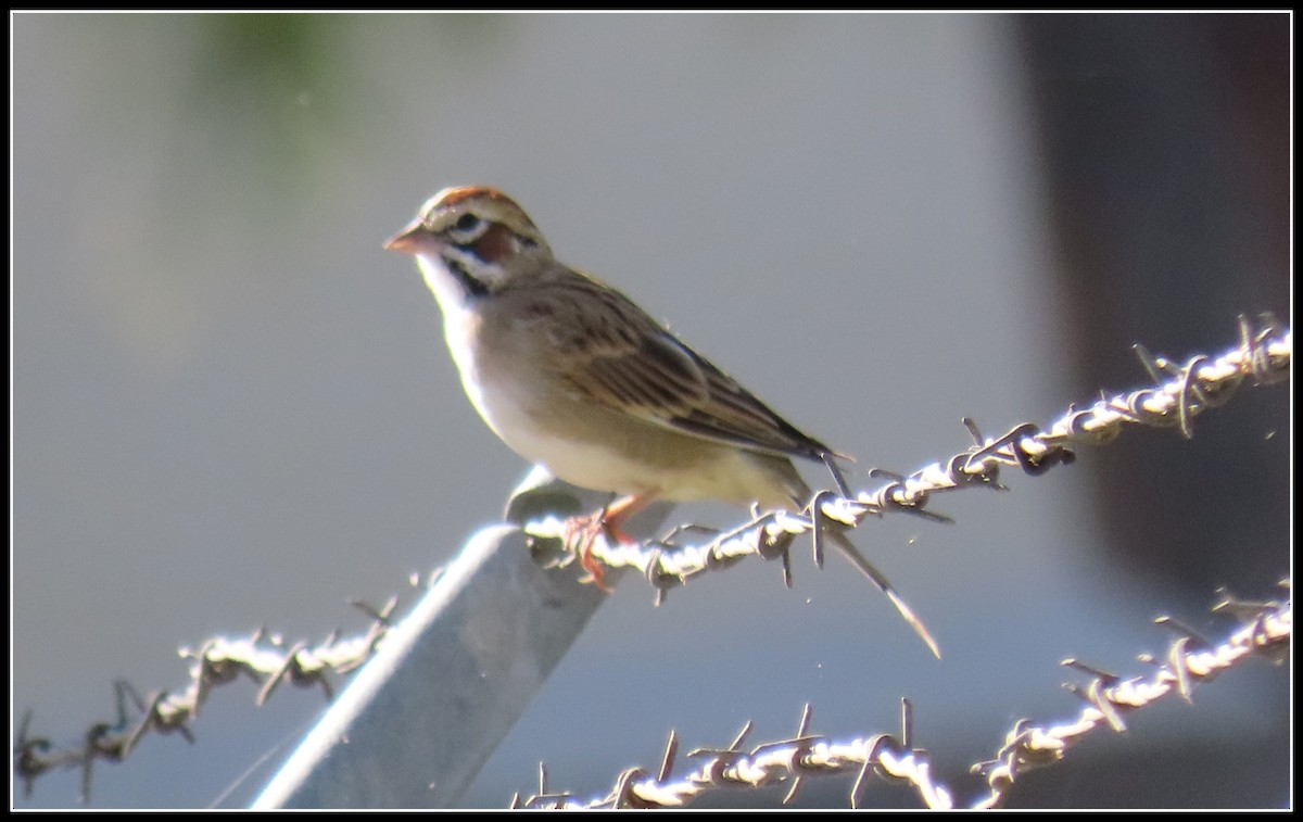 Lark Sparrow - Peter Gordon
