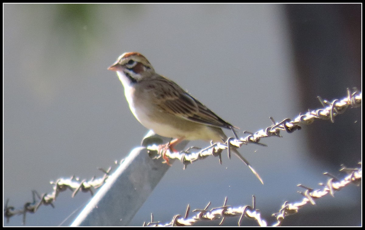 Lark Sparrow - ML608273465