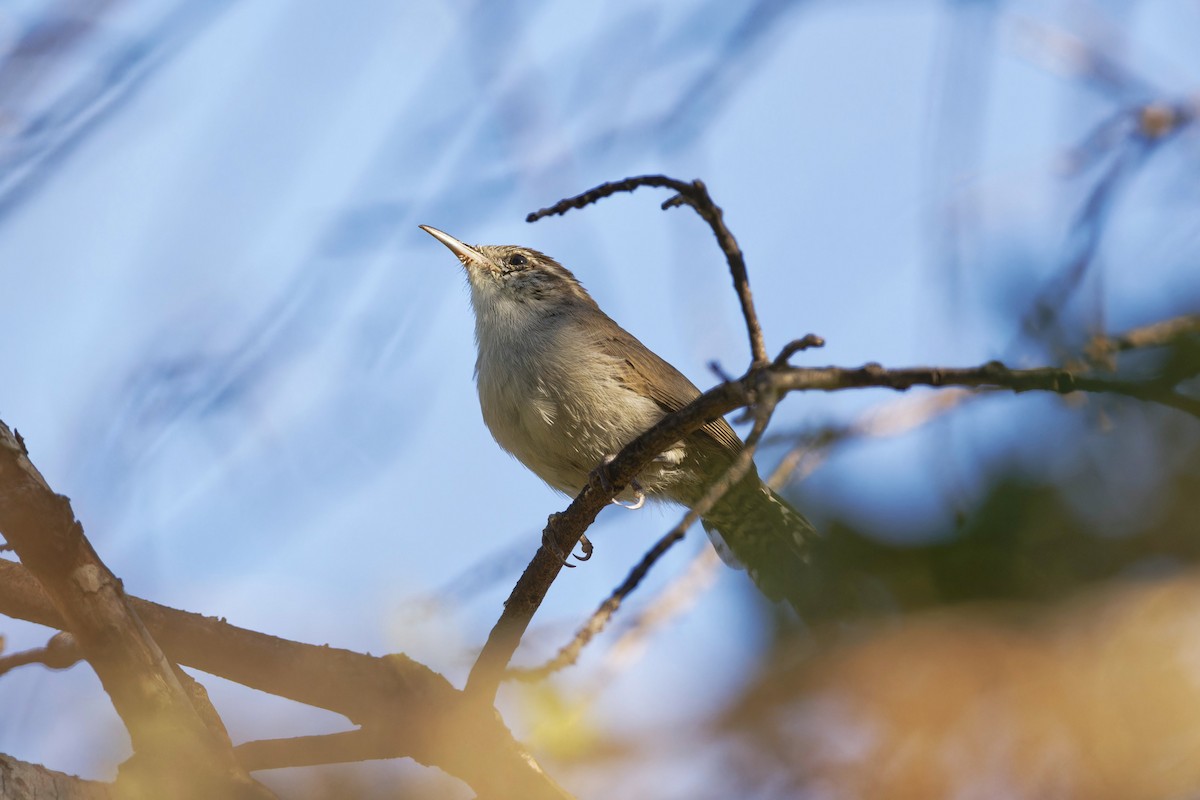 Bewick's Wren - ML608273508