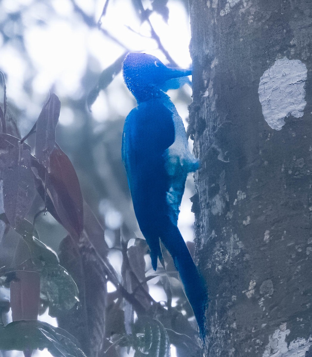 Ashy Woodpecker - ML608273603