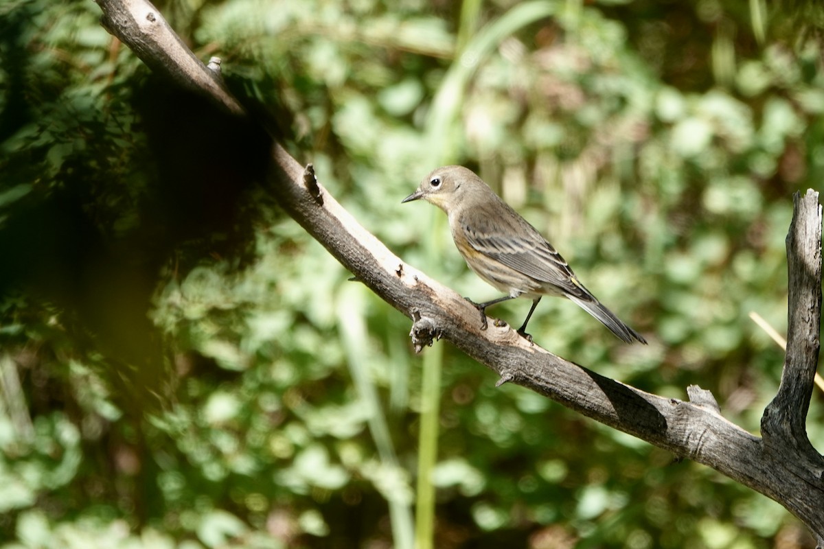 Yellow-rumped Warbler (Audubon's) - ML608273631