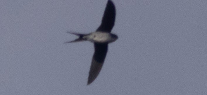 Gray-rumped Treeswift - Blair Bernson