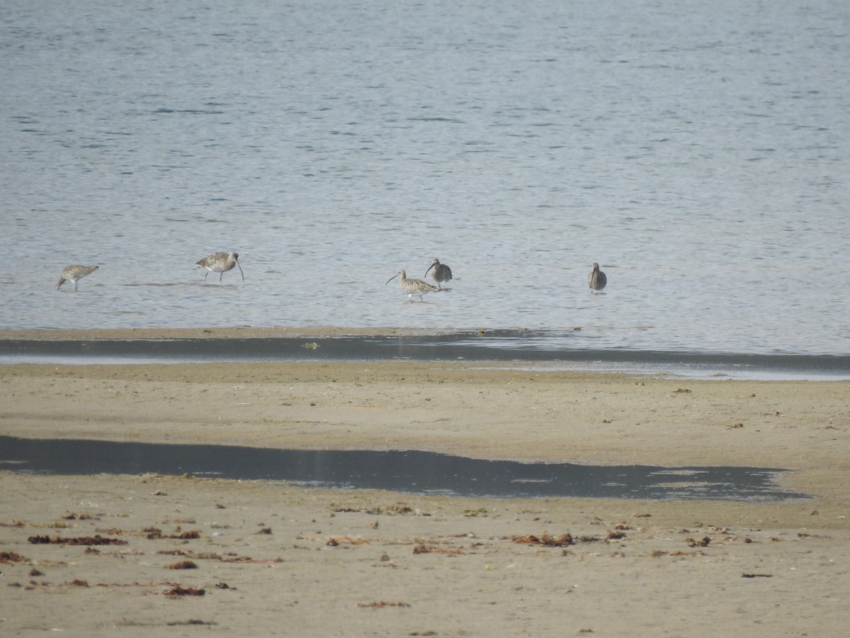 Eurasian Curlew - ML608273761