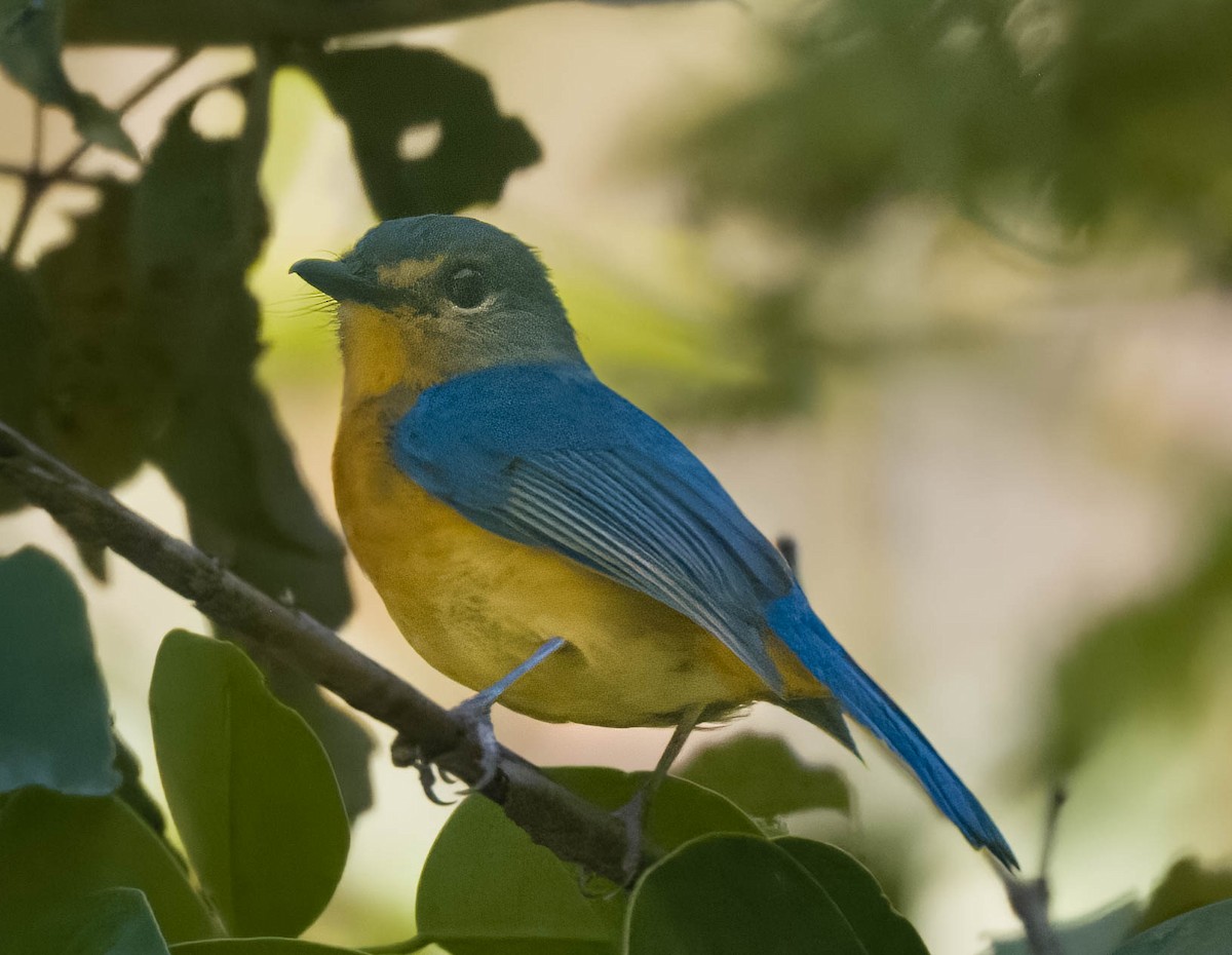 Sulawesi Blue Flycatcher - ML608273791