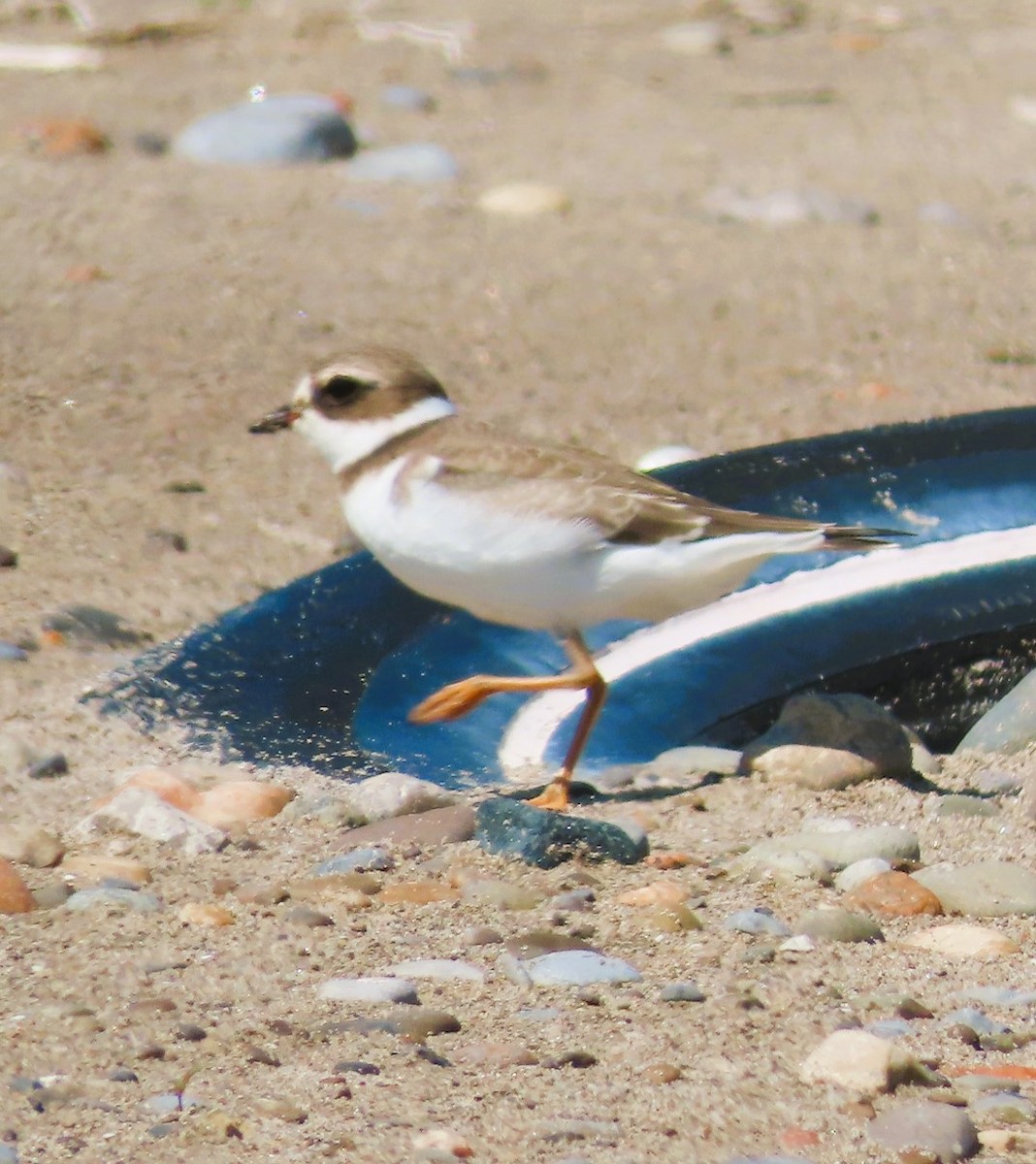 Semipalmated Plover - ML608273869