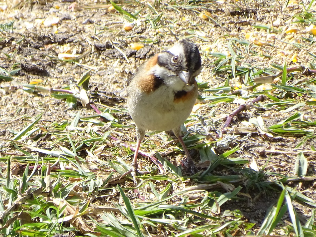 Rufous-collared Sparrow - ML608273890