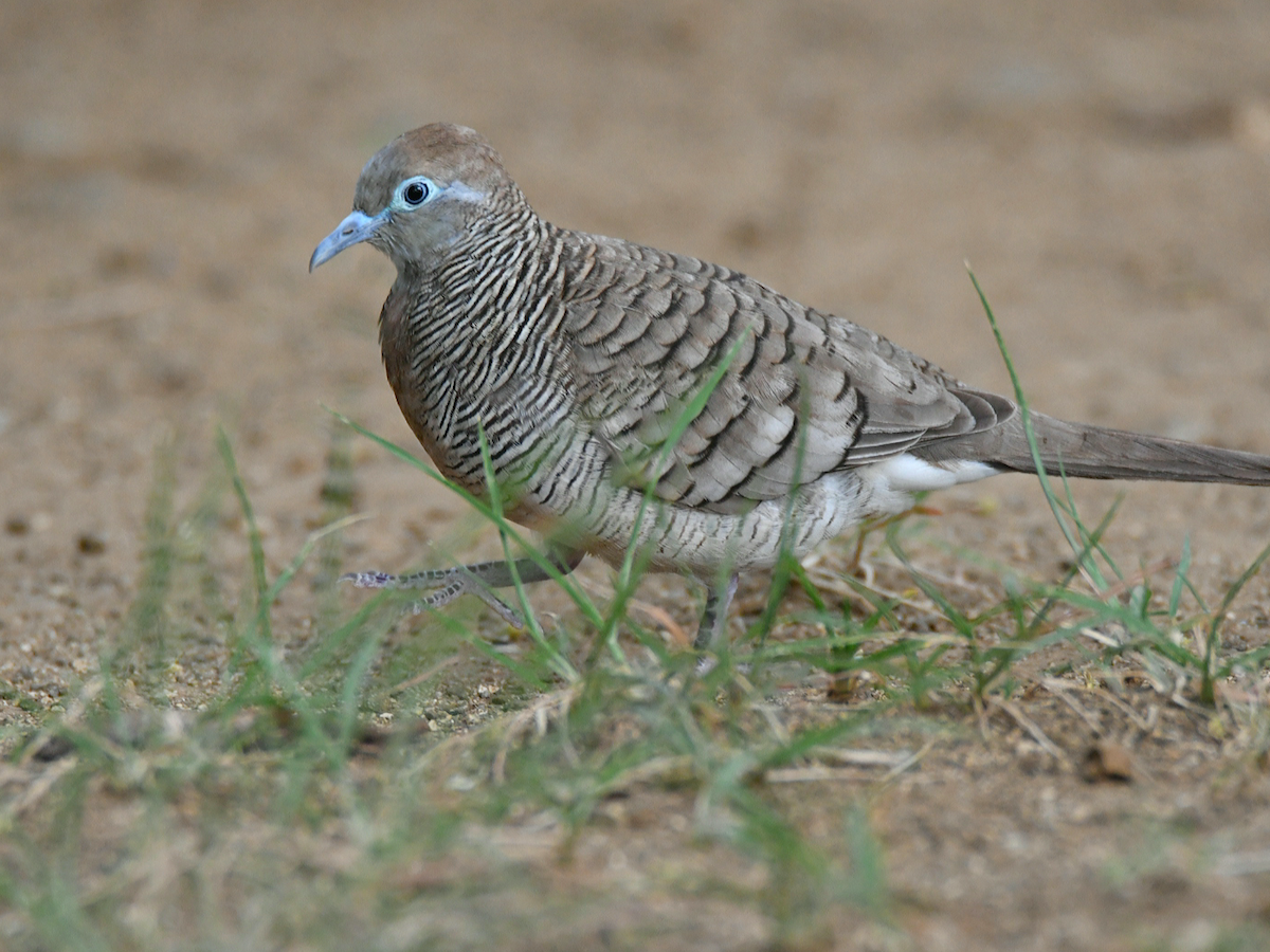 Zebra Dove - Claudio Danesi