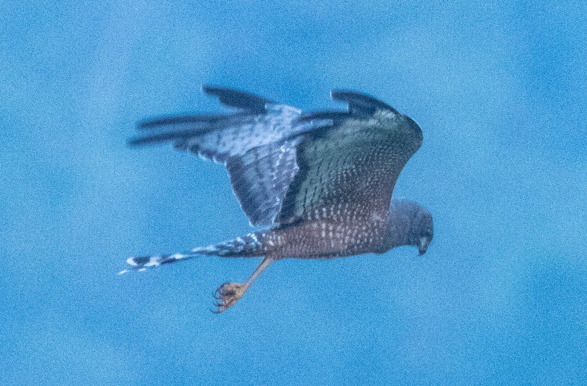 Spotted Harrier - Blair Bernson