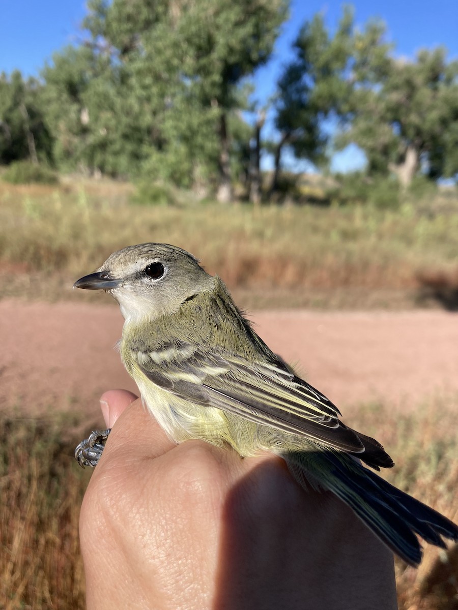 Cassin's Vireo - ML608274049