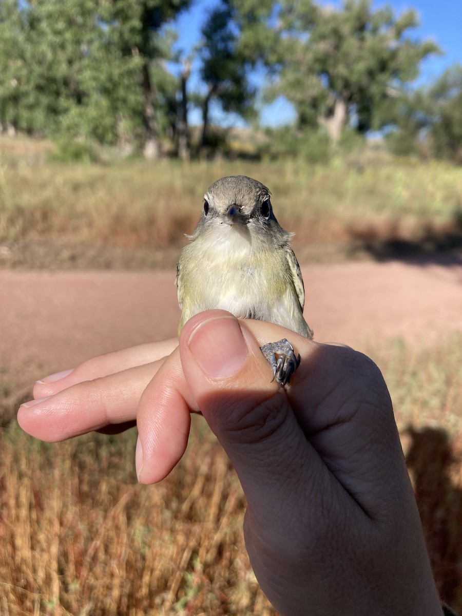 Cassin's Vireo - ML608274050