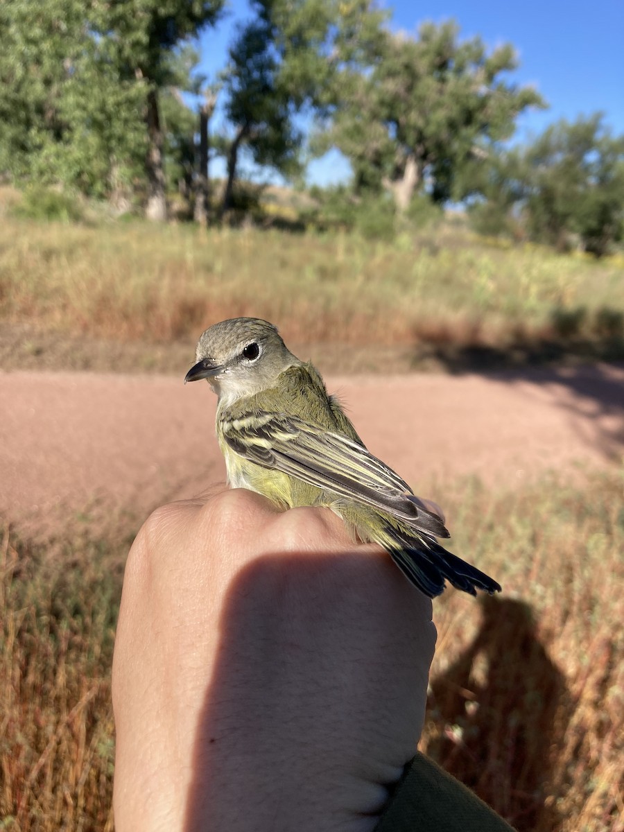 Cassin's Vireo - ML608274051