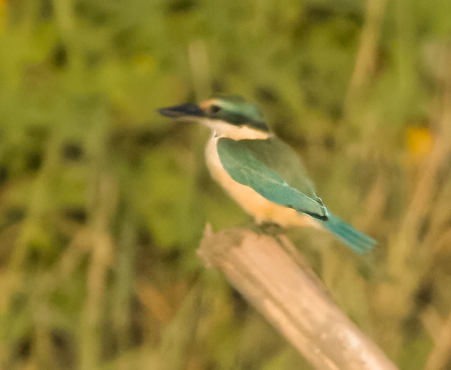 Sacred Kingfisher - ML608274093