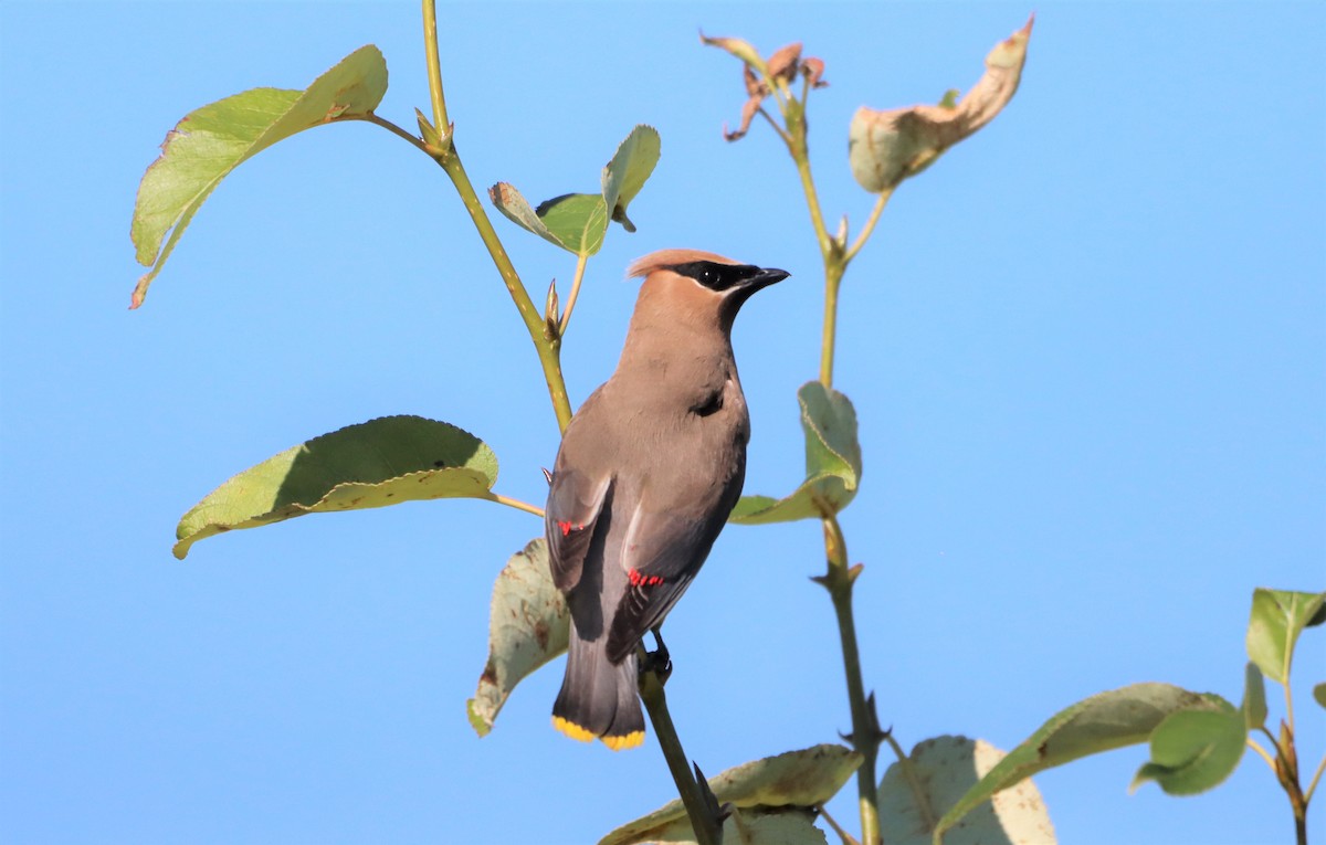 Cedar Waxwing - ML608274158