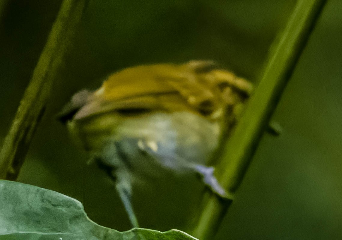 Lompobattang Leaf Warbler - Blair Bernson