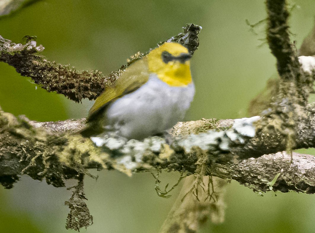 Black-ringed White-eye - ML608274217