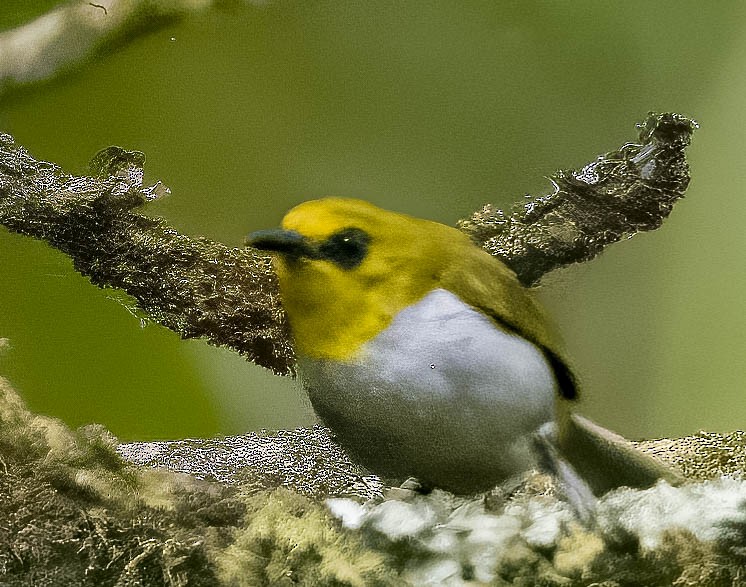 Black-ringed White-eye - ML608274218