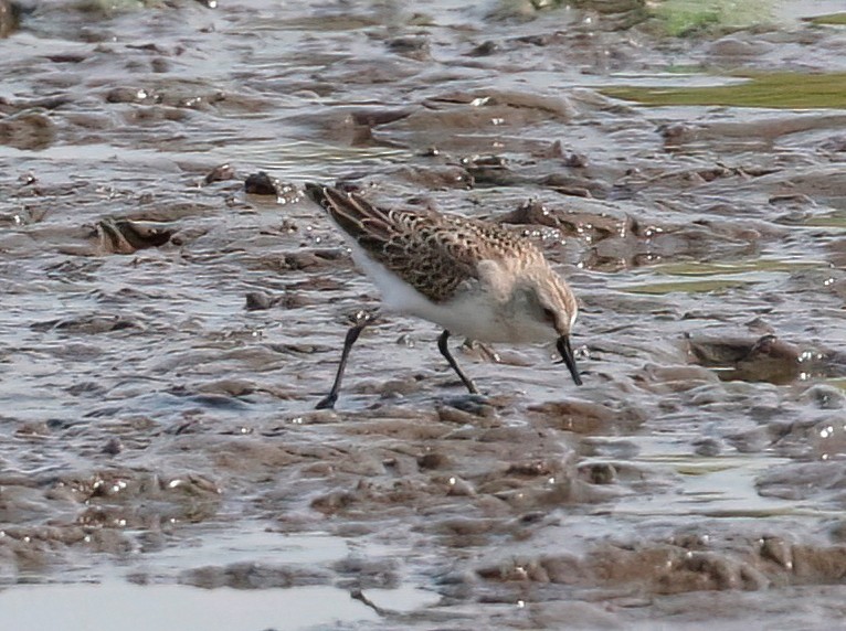 Semipalmated Sandpiper - Mark  Ludwick