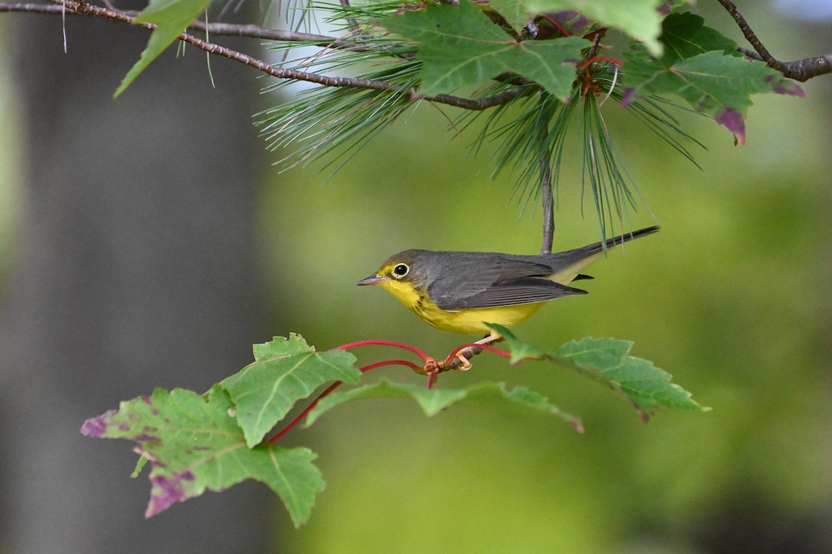 Canada Warbler - Henry Trombley