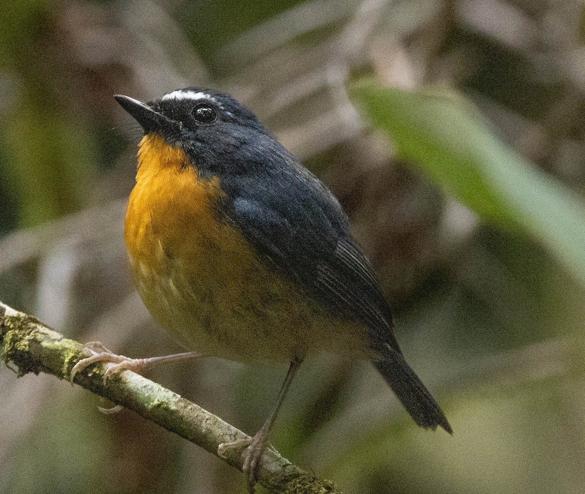 Snowy-browed Flycatcher - ML608274316