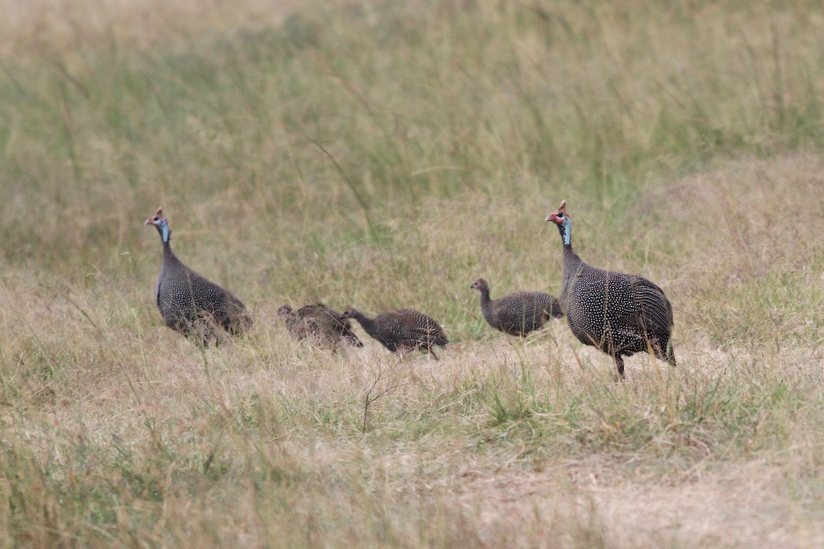 Helmeted Guineafowl - ML608274348