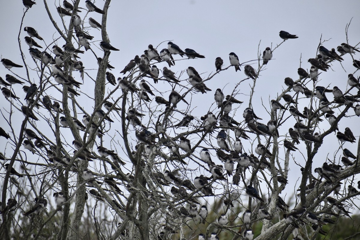 Tree Swallow - ML608274534