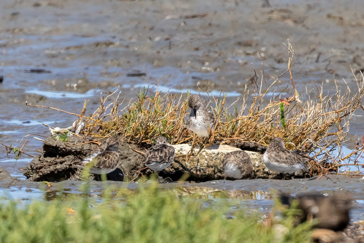 Least Sandpiper - ML608274556