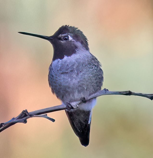 Anna's Hummingbird - George Nothhelfer