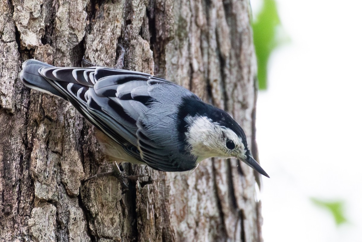 White-breasted Nuthatch - ML608274627