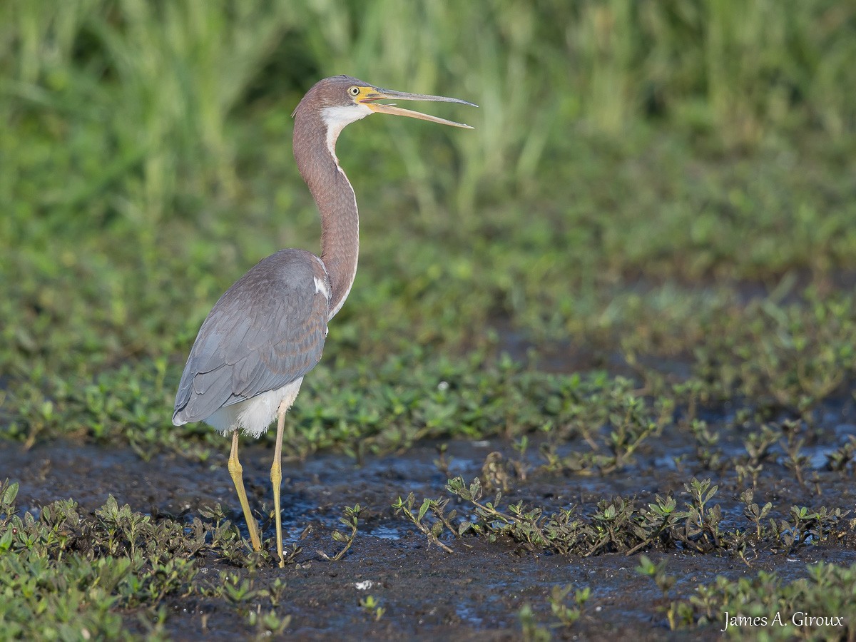 Tricolored Heron - ML608274678