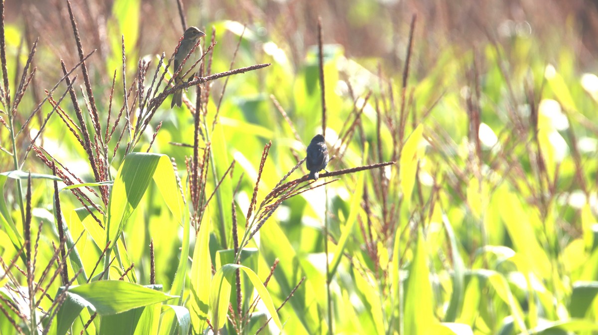 Dickcissel d'Amérique - ML608274688