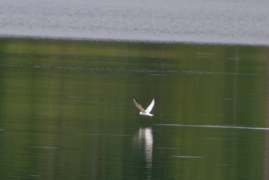 Forster's Tern - ML608274699
