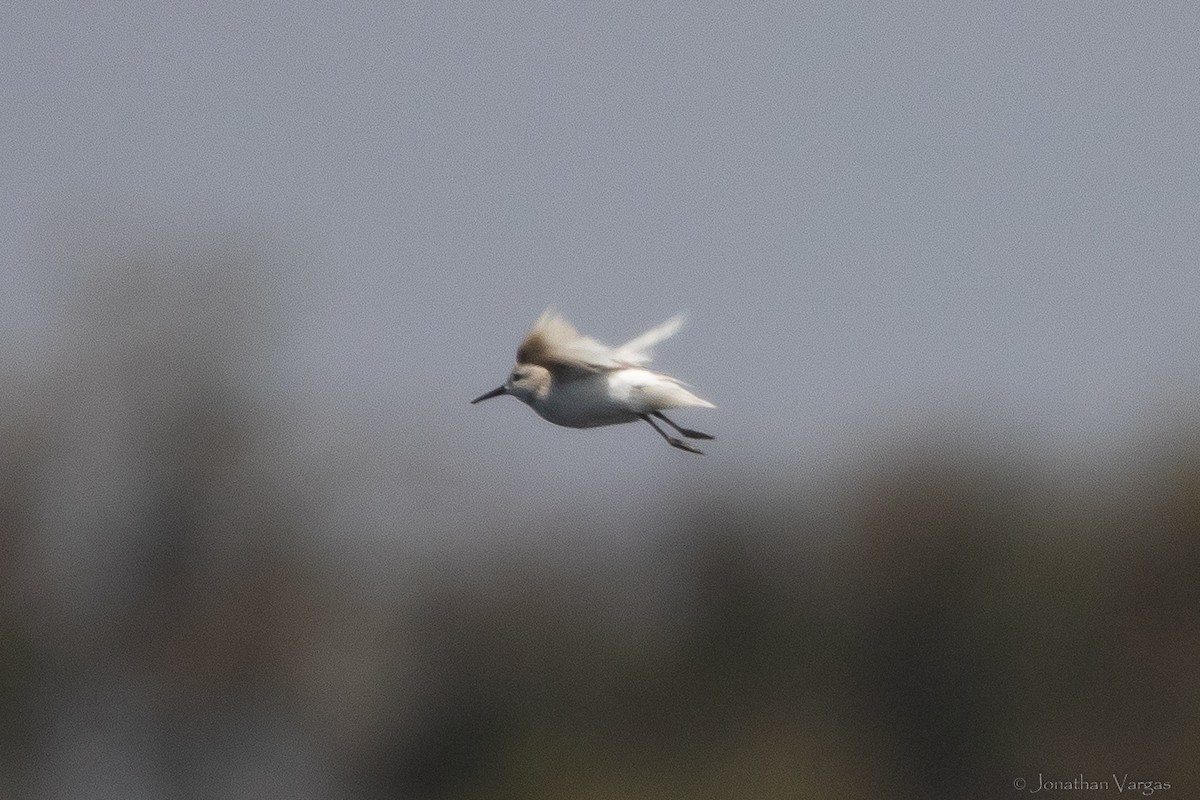 Western Sandpiper - ML608274703