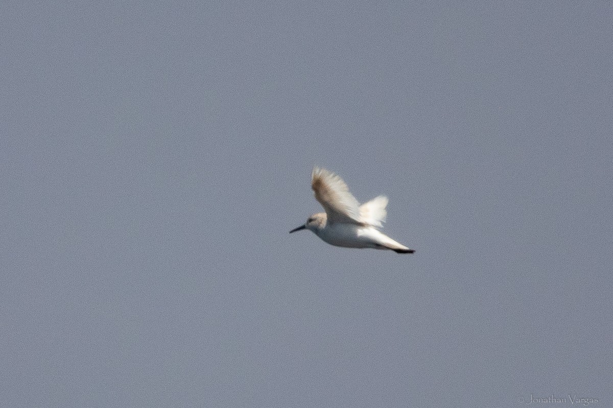 Western Sandpiper - ML608274704