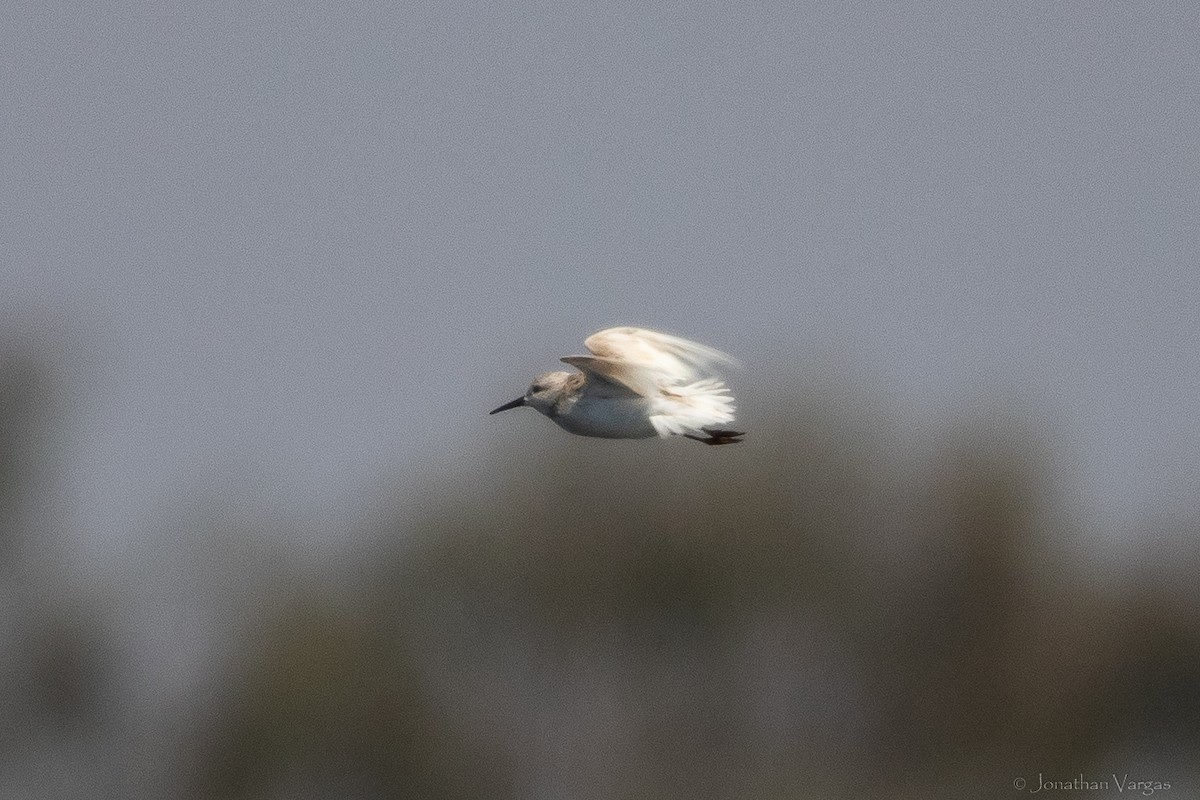 Western Sandpiper - ML608274705