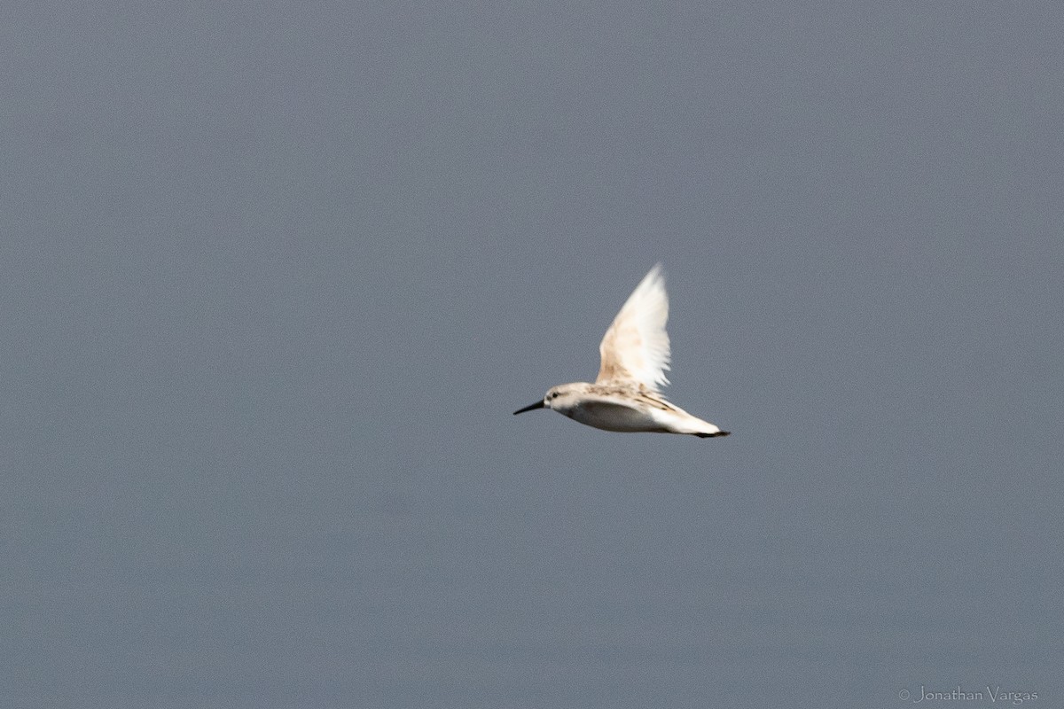 Western Sandpiper - ML608274710