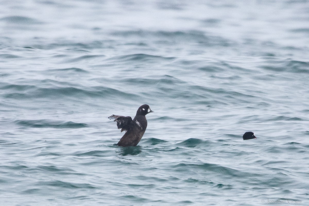 Harlequin Duck - ML608274810