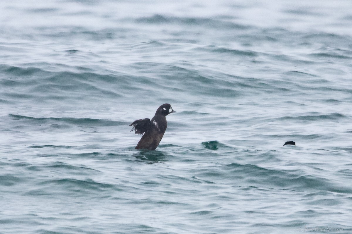 Harlequin Duck - ML608274811