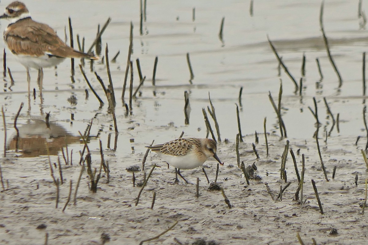 Semipalmated Sandpiper - Janet Kelly