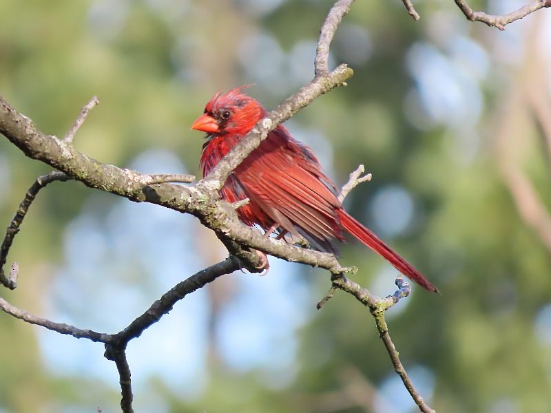 Cardinal rouge - ML608274941